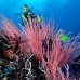 seawhip_sr_v_0705_png0190.jpg